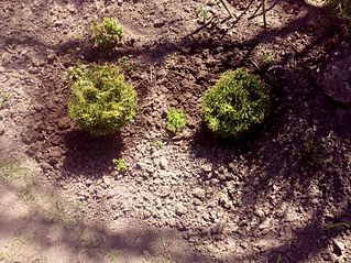 click for enlarge 1920 X 1439 688.2 Kb picture