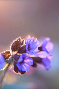 click for enlarge 641 X 962 364.7 Kb picture