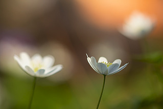 click for enlarge 800 X 534 82.1 Kb picture