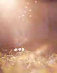 click for enlarge 551 X 700 133.0 Kb picture