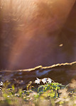 click for enlarge 500 X 700 252.6 Kb picture