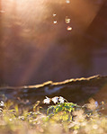 click for enlarge 557 X 700 267.7 Kb picture