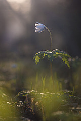 click for enlarge 685 X 1024 139.7 Kb picture