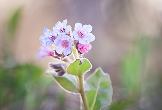 click for enlarge 900 X 612 424.1 Kb picture