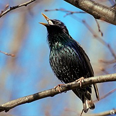 click for enlarge 550 X 550 69.1 Kb picture