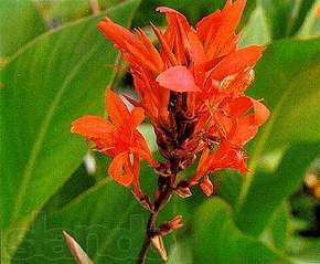 click for enlarge 480 X 396 33.3 Kb picture