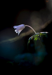 click for enlarge 641 X 915 149.5 Kb picture