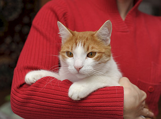 click for enlarge 1920 X 1414 499.6 Kb picture