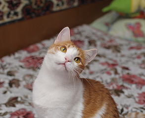 click for enlarge 1920 X 1569 442.3 Kb picture