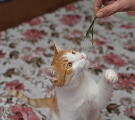 click for enlarge 1920 X 1703 490.8 Kb picture