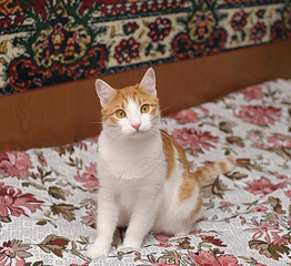 click for enlarge 1920 X 1754 720.7 Kb picture