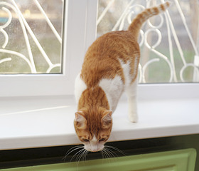 click for enlarge 1920 X 1644 420.0 Kb picture