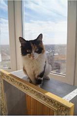 click for enlarge 368 X 556  25.4 Kb picture