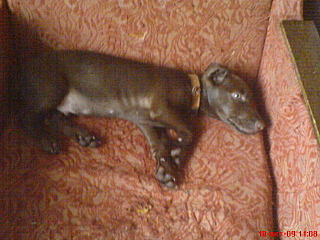 click for enlarge 640 X 480 87.4 Kb picture