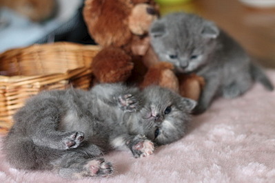 click for enlarge 800 X 533 129.2 Kb picture