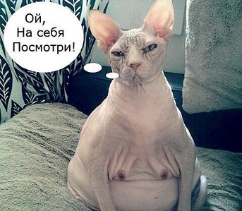 click for enlarge 480 X 419 55.7 Kb picture
