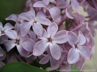 click for enlarge 600 X 450 129.5 Kb picture