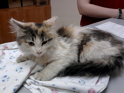 click for enlarge 1920 X 1440 521.6 Kb picture