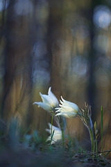 click for enlarge 533 X 799 136.1 Kb picture