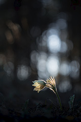 click for enlarge 533 X 799 102.6 Kb picture