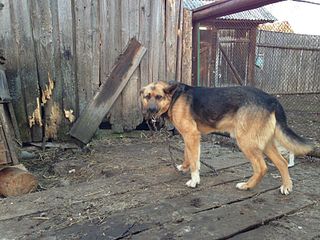 click for enlarge 800 X 600 102.7 Kb picture