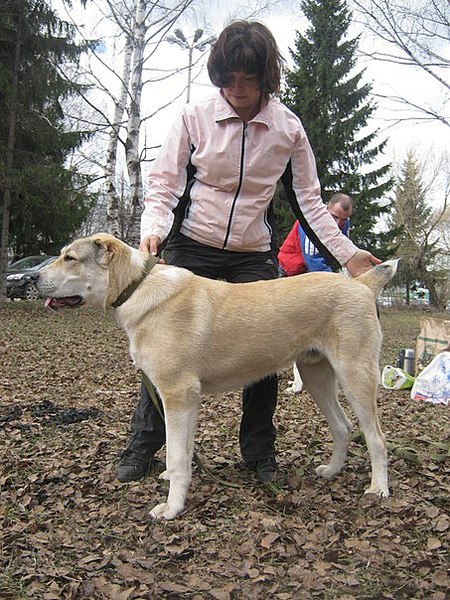 click for enlarge 453 X 604 98.8 Kb picture