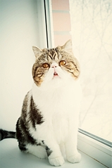 click for enlarge 1594 X 2400 120.9 Kb picture