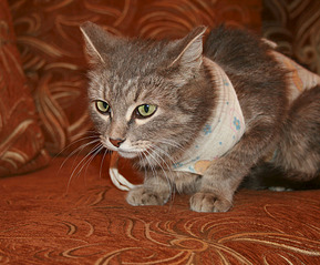 click for enlarge 988 X 818 180.8 Kb picture