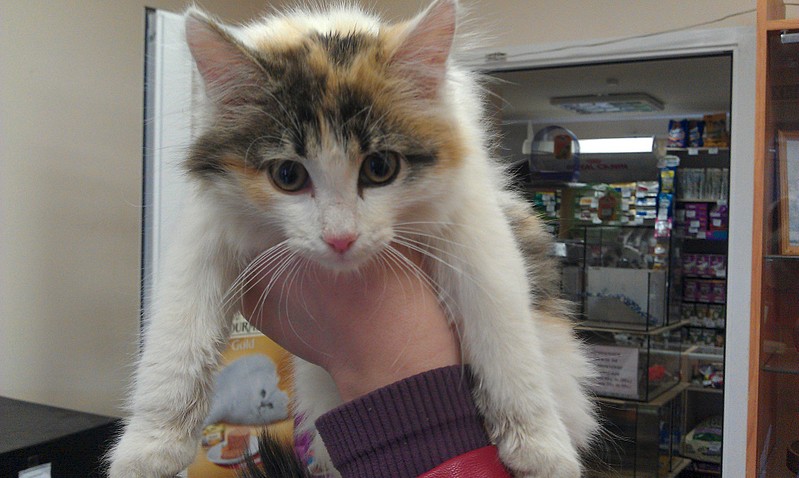 click for enlarge 1920 X 1148 445.8 Kb picture