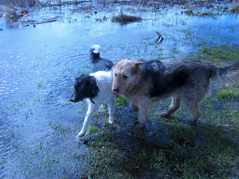 click for enlarge 1920 X 1440 462.5 Kb picture