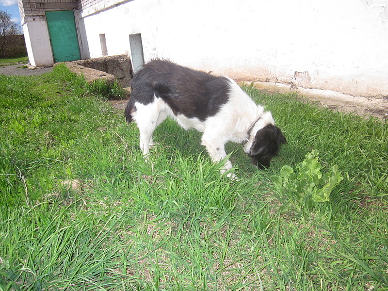 click for enlarge 1920 X 1440 429.4 Kb picture