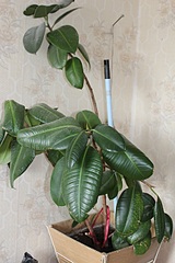 click for enlarge 864 X 1296 308.9 Kb picture