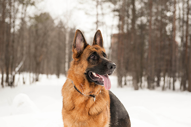 click for enlarge 900 X 600 296.8 Kb picture