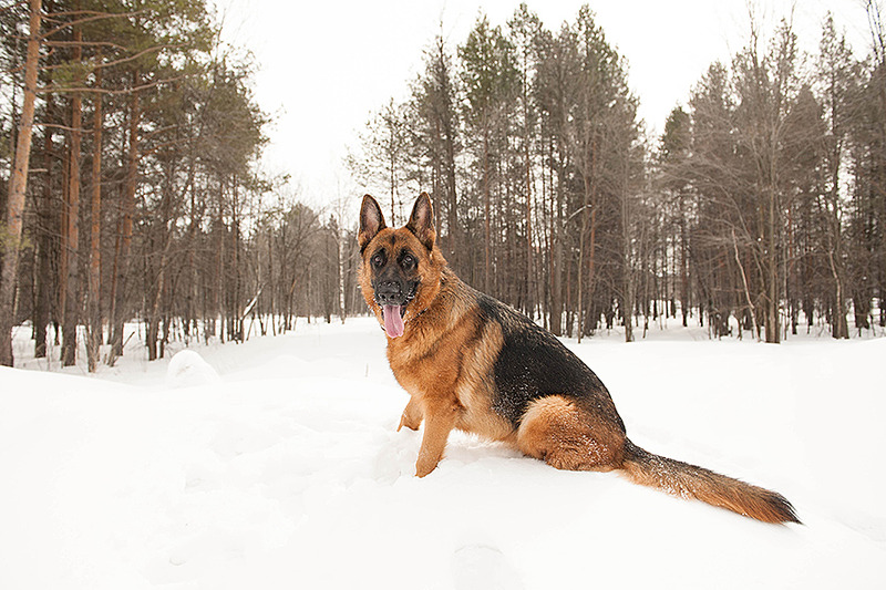 click for enlarge 900 X 600 370.0 Kb picture