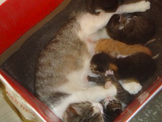 click for enlarge 807 X 605 66.3 Kb picture