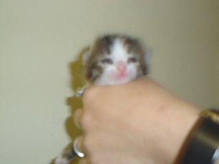 click for enlarge 807 X 605 23.5 Kb picture