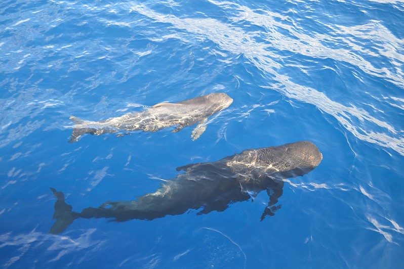 click for enlarge 1920 X 1279 390.9 Kb picture