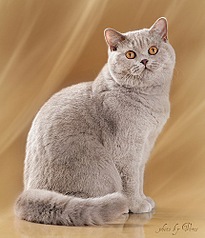 click for enlarge 429 X 500 60.6 Kb picture