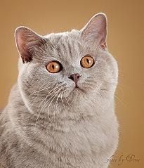 click for enlarge 428 X 500 81.2 Kb picture