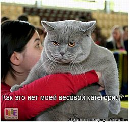 click for enlarge 507 X 480 46.8 Kb picture