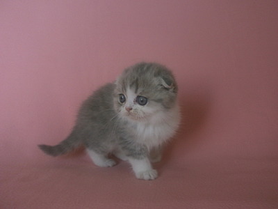 click for enlarge 1920 X 1440 312.4 Kb picture