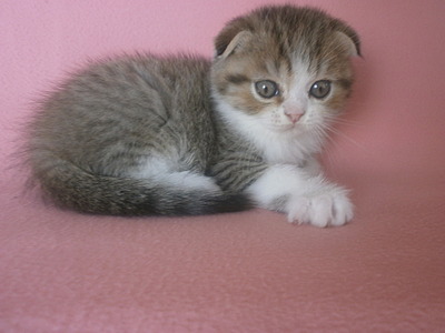 click for enlarge 1920 X 1440 400.6 Kb picture