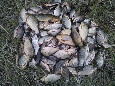 click for enlarge 800 X 600 325.0 Kb picture