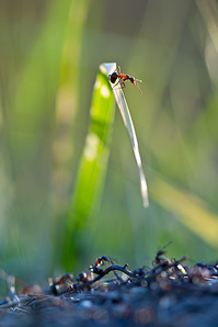 click for enlarge 641 X 962 307.6 Kb picture