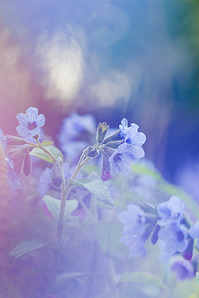 click for enlarge 641 X 962 280.2 Kb picture