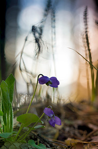 click for enlarge 541 X 826 247.7 Kb picture