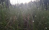 click for enlarge 1920 X 1149 235.3 Kb picture