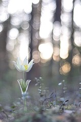 click for enlarge 531 X 800 66.6 Kb picture