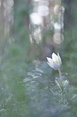 click for enlarge 531 X 800 59.8 Kb picture
