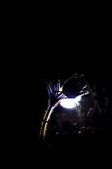 click for enlarge 531 X 800 23.5 Kb picture